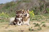 CHIEN FINNOIS DE LAPONIE 385